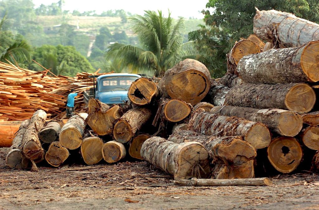 Gegen die Abholzung des Regenwaldes kann jeder etwas tun.