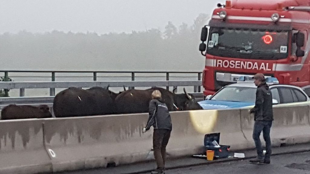  Normalerweise legen Wildschwein-Rotten den Verkehr lahm. Doch auf der Autobahn 3 bei Leverkusen waren es . . .  Wasserbüffel. 