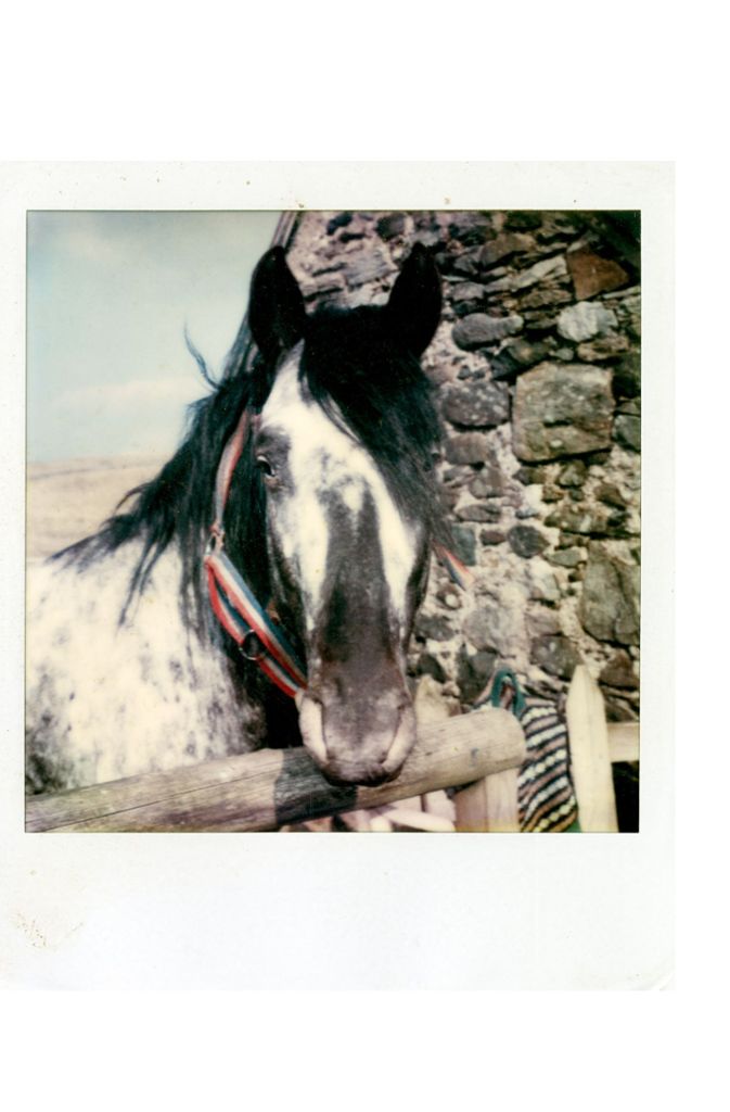 Neben Familienmitgliedern hat Linda McCartney auch immer wieder Tiere fotografiert. Sie war Vegetarierin und setzte sich für Tierrechte ein.