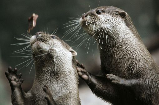 Ähnlich wie diese Beiden versucht die Gruppe Otter im Video, einen Schmetterling zu fangen. Foto: AP