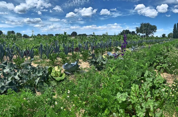 Mietgärten in Möhringen: Landwirt erwartet gutes Gemüsejahr