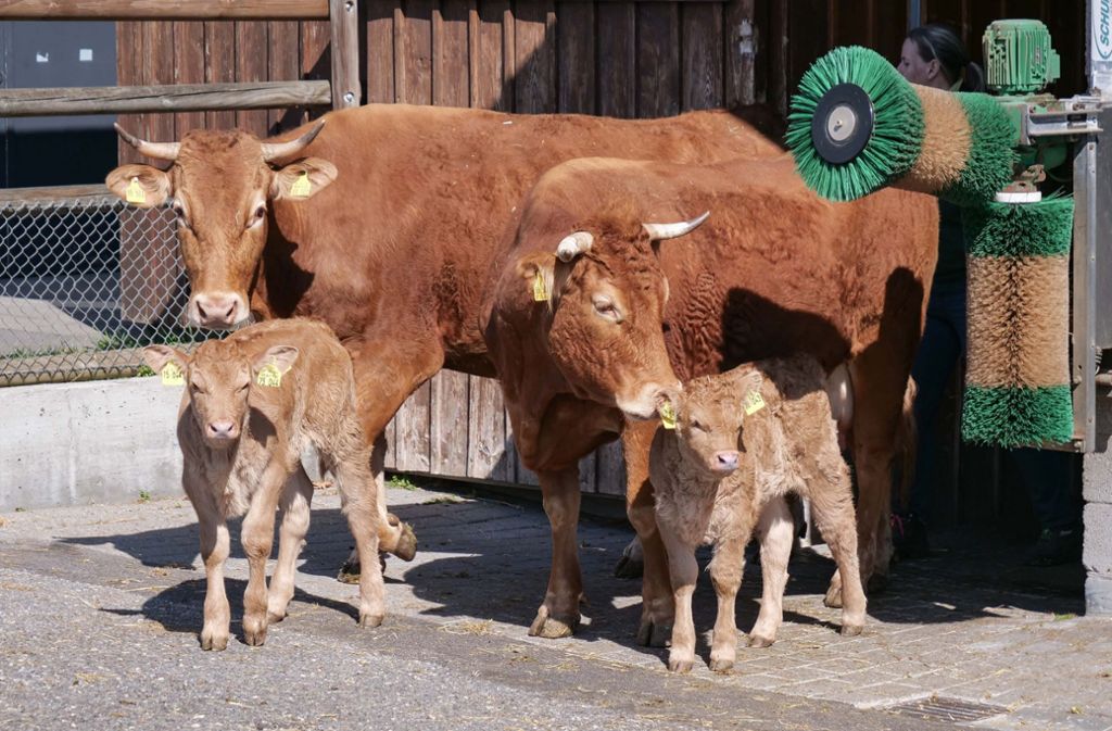 Das Limpurger Rind gilt als die älteste heute noch lebende Rinderrasse Württembergs.