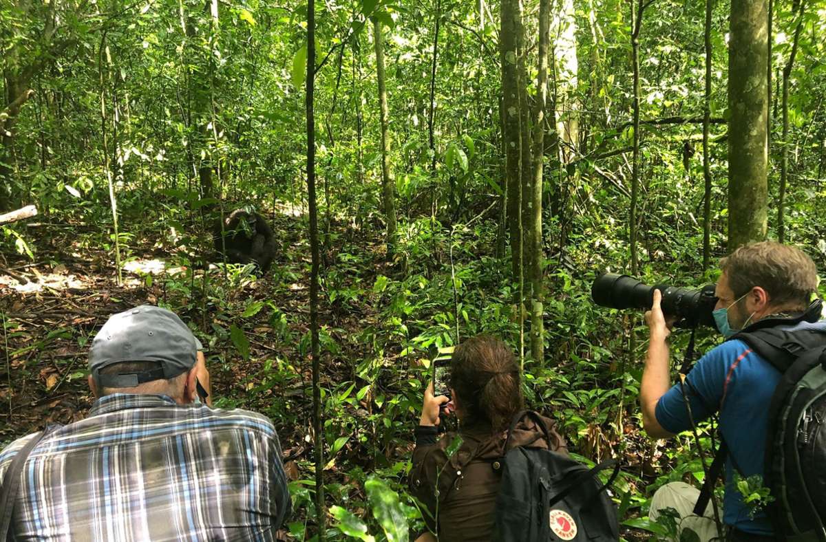 Beim Schimpansen- und Gorilla-Tracking kann man den Tieren sehr nahe kommen.