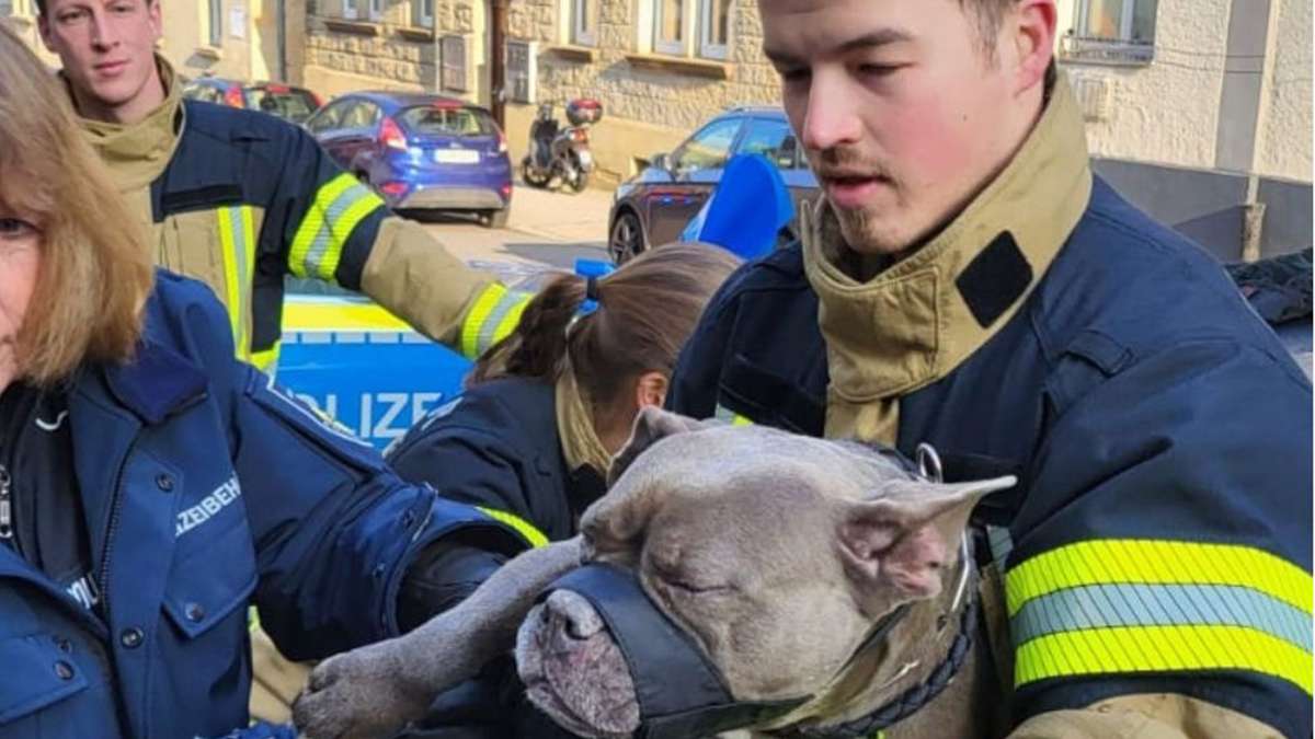 Einsatz in Stuttgart: Feuerwehr rettet Hund aus eiskaltem Auto