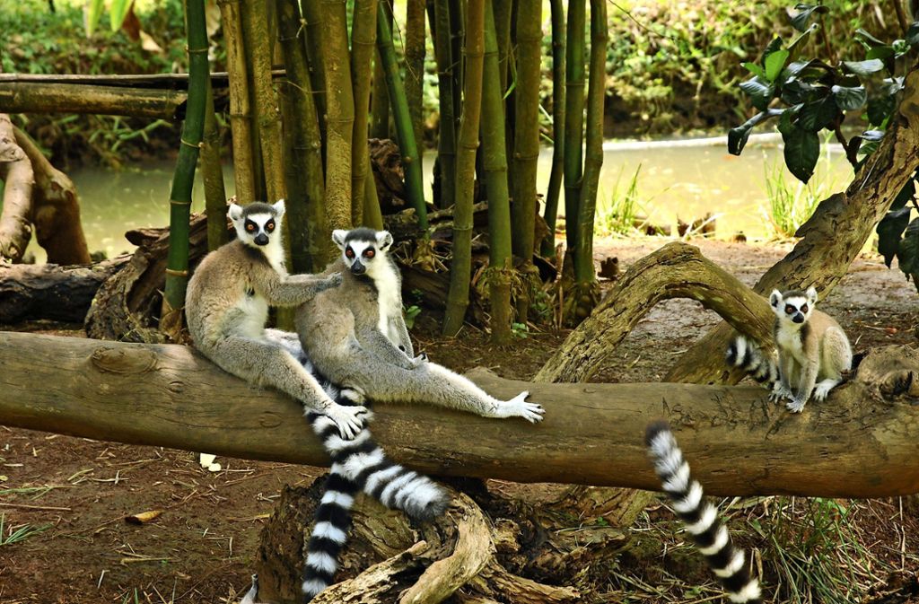 Dass Madagaskar seit 90 Millionen Jahren vom Festland getrennt ist, bescherte der Insel eine ganz eigene Flora und Fauna. Darunter auch 100 verschiedene Arten von Lemuren.
