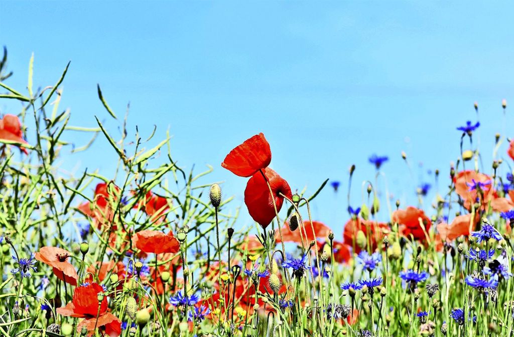 Wildblumenwiesen sind nicht nur schön anzusehen, sondern auch gut für Insekten. Foto: Pixabay