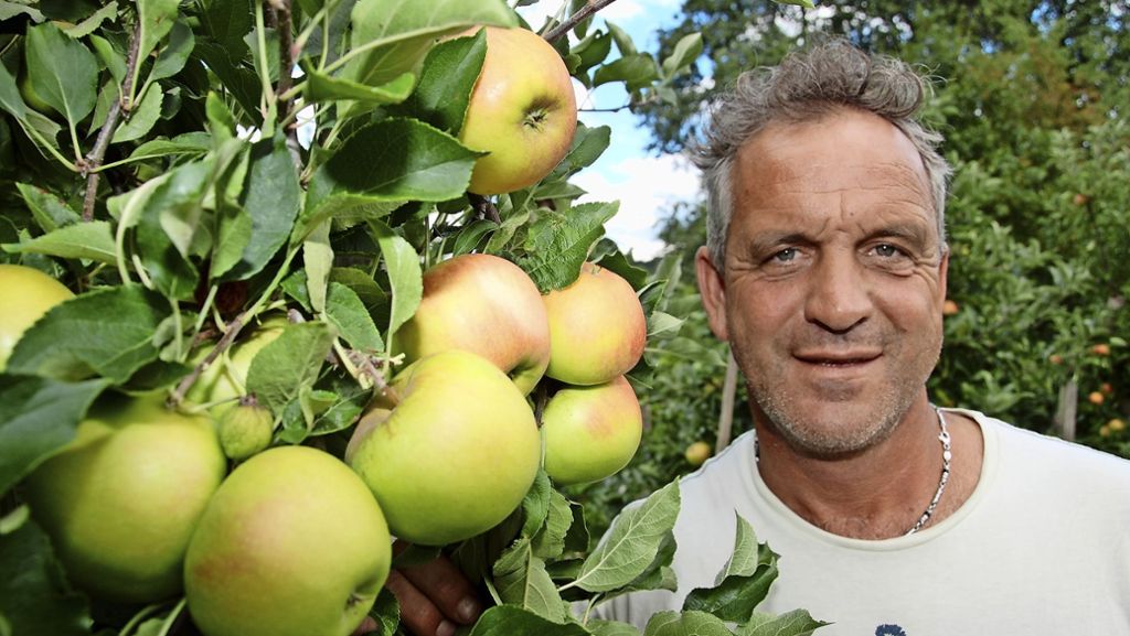 Safterei in Stuttgart-Uhlbach: Apfelernte beginnt deutlich früher