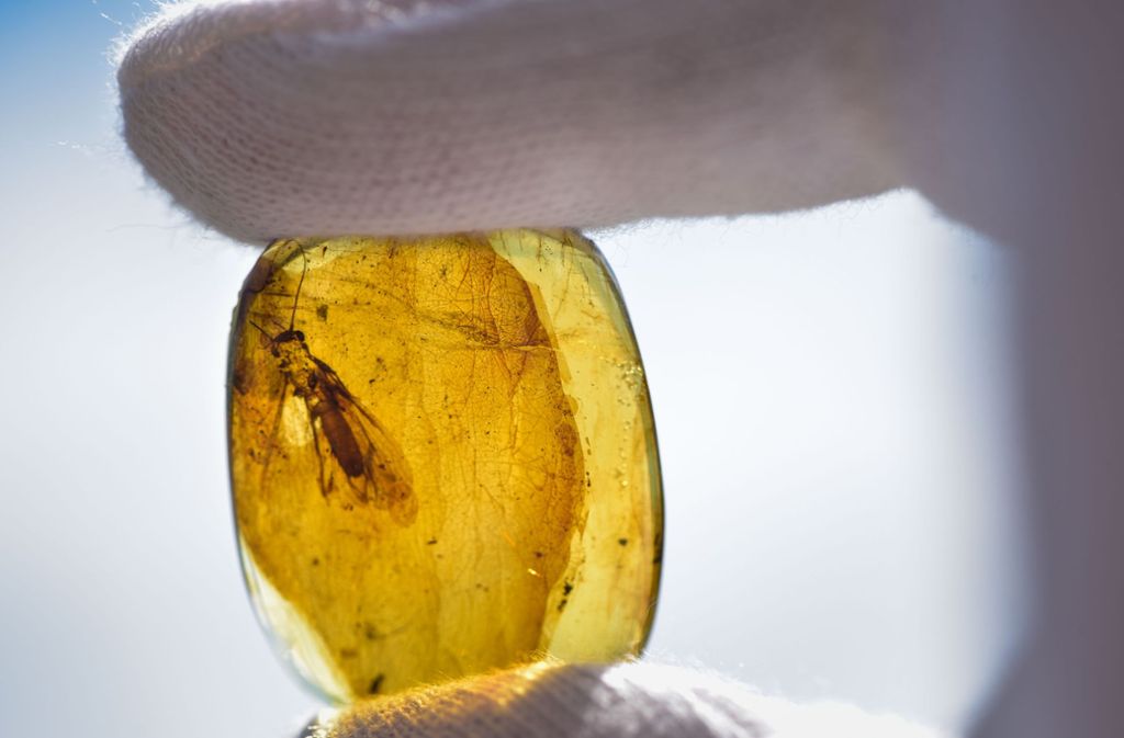 Insektenforscher Arnold Staniczek hält eine von sieben neu entdeckten, in Bernstein konservierten Steinfliegen in seiner Hand, die er unter dem Begriff „Rolling Stoneflies“ nach den Mitgliedern der britischen Kultband benannt hat.