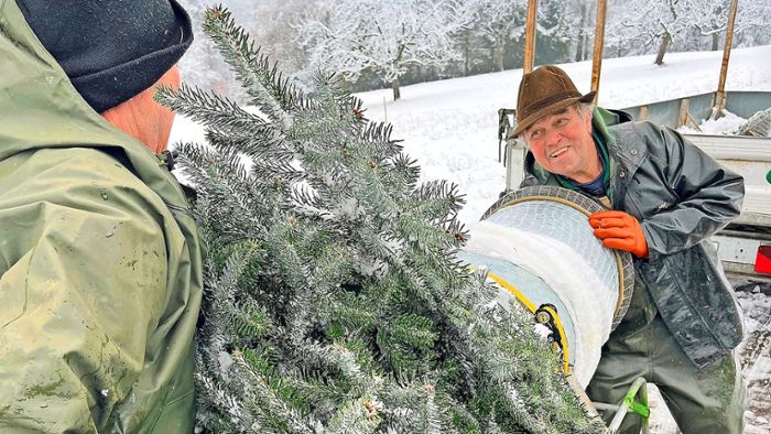 Mister Christmastree aus Prevorst: 50 Jahre Christbäume verkauft