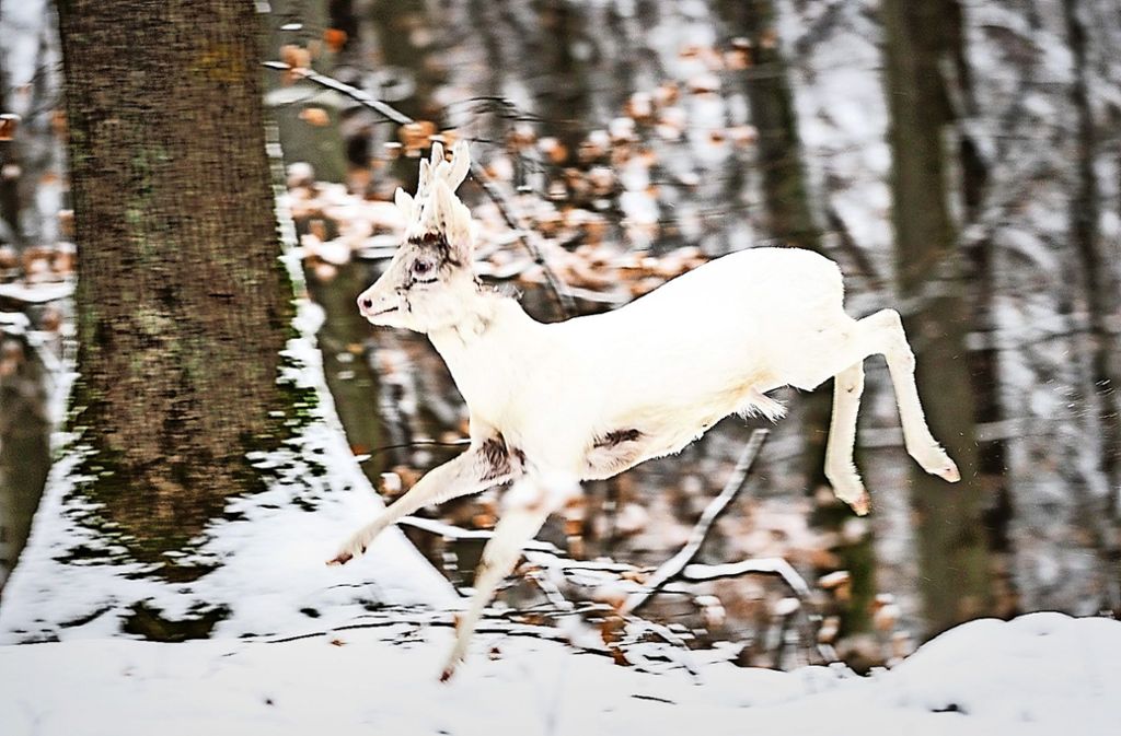 Dieser Schnappschuss zeigt den weißen Rehbock im verschneiten Wald. Der Schnee ist jetzt weg, die Tarnung damit auch. Foto: Markus Pieger