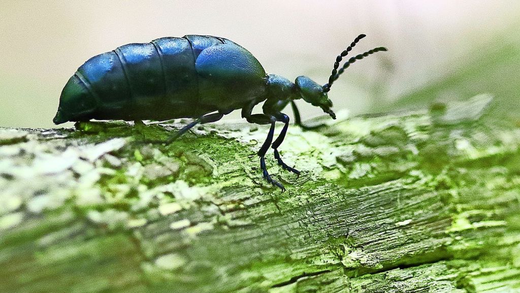 Insekten im Blick: Der Maiwurm  ist ein Käfer mit  Gift an Bord