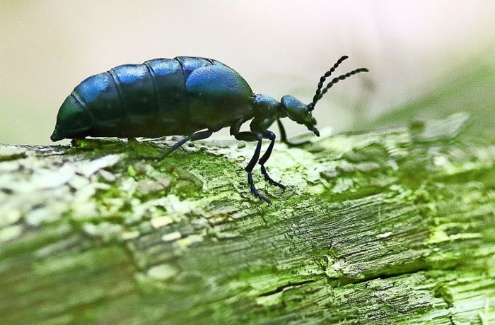 Der Maiwurm  ist ein Käfer mit  Gift an Bord
