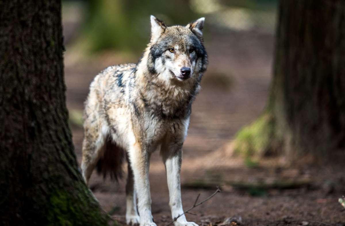 Dieser Wolf lebt zwar in einem bayrischen Wildpark. Doch in der freien Wildbahn nimmt die Population der Tiere stetig zu. Foto: dpa/Alexander Heinl