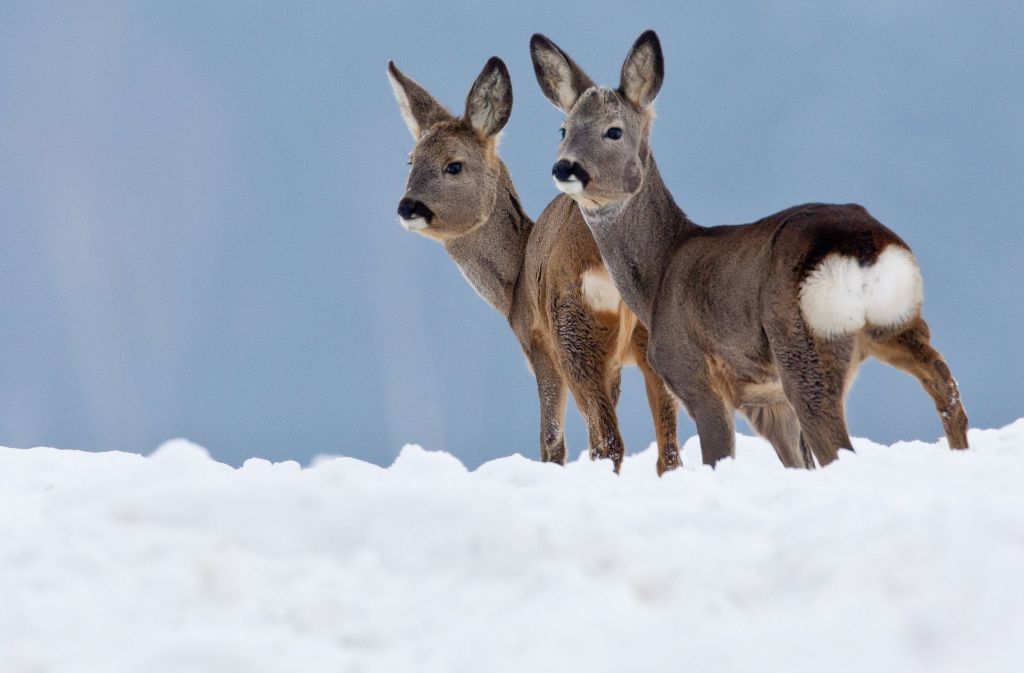 Der Deutsche Jagdverband geht für das Jahr 2015 von mehr als 183 000 Rehen aus, die bei Wildunfällen getötet wurden.