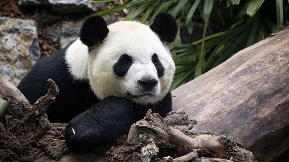 Pandabären: Warum  Pandas Pferdemist lieben