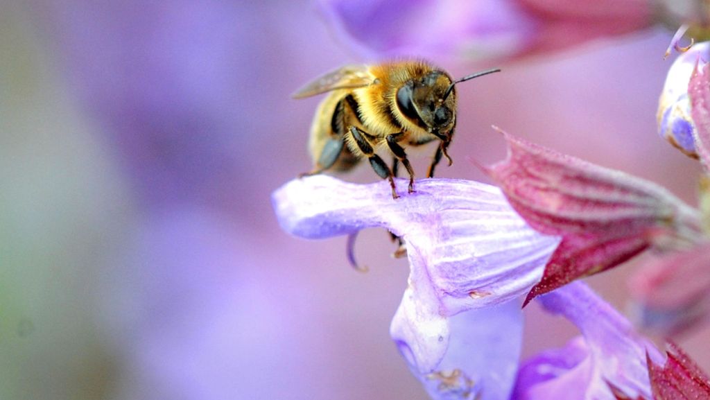 Bienenfreundlicher Ökostrom: Malve und Salbei statt Mais