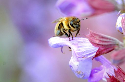 Auch der Salbei wächst auf angeblich ökologisch wertvollen Wiesen, die den Bienen  reichhaltig Nahrung bieten.Foto:dpa Foto:  