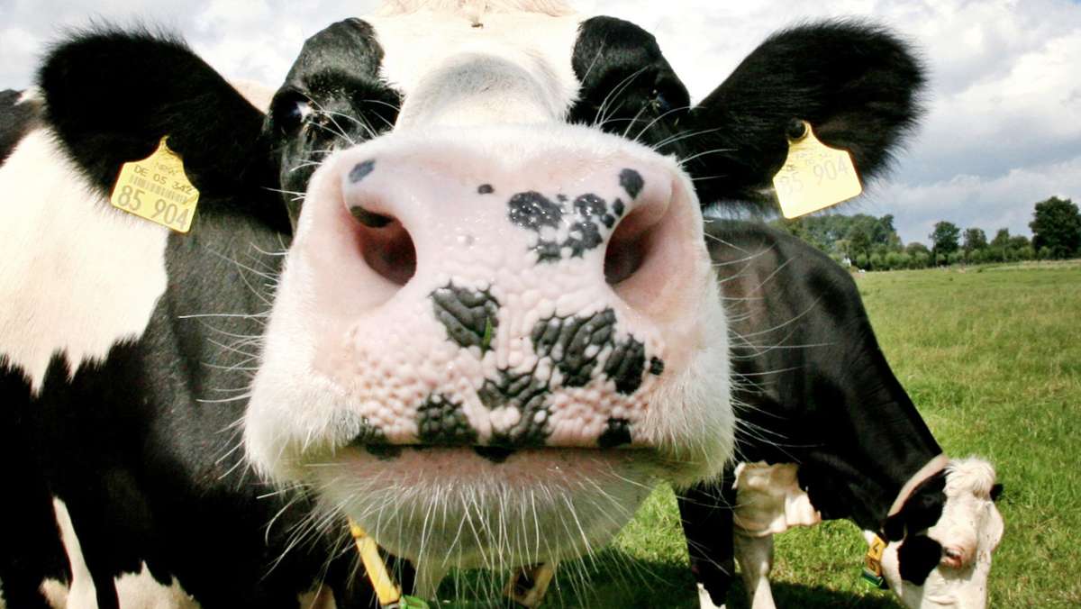  Der Methausstoß von Kühen und Rindern rückt aufgrund der Klimakrise in den Fokus. Ein neuer Futterzusatz könnte helfen. Was ein Hohenheimer Kuhernährungsexperte dazu sagt 