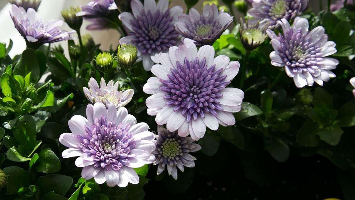 Dekoration mit Blumen im Frühling: Diese Balkonpflanzen sind pflegeleicht