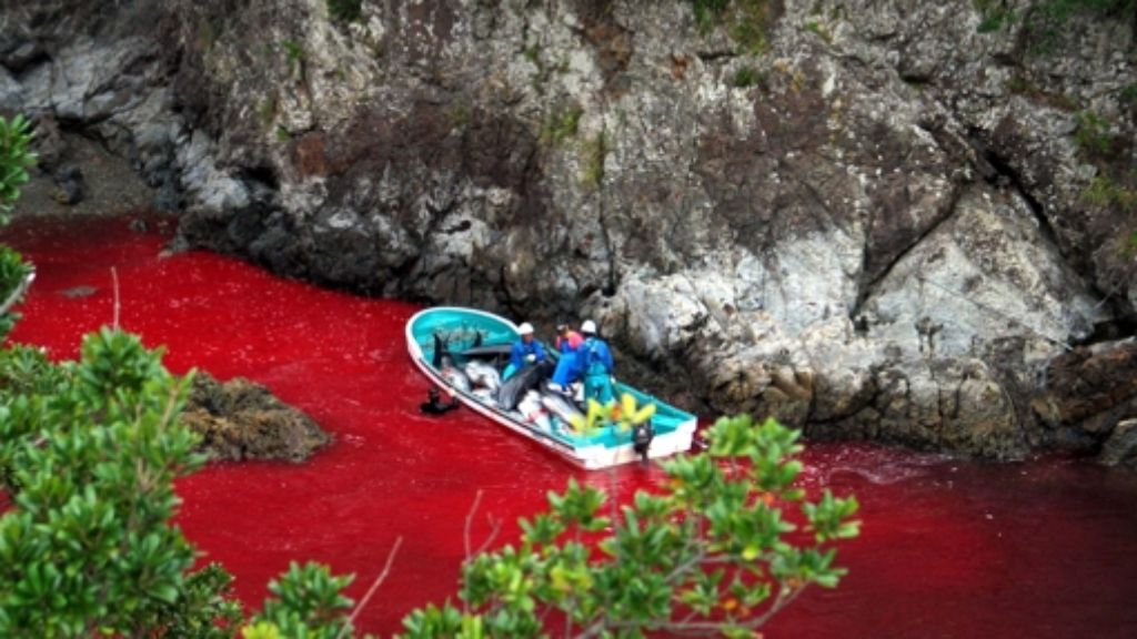 Japan: Delfine werden gnadenlos abgeschlachtet