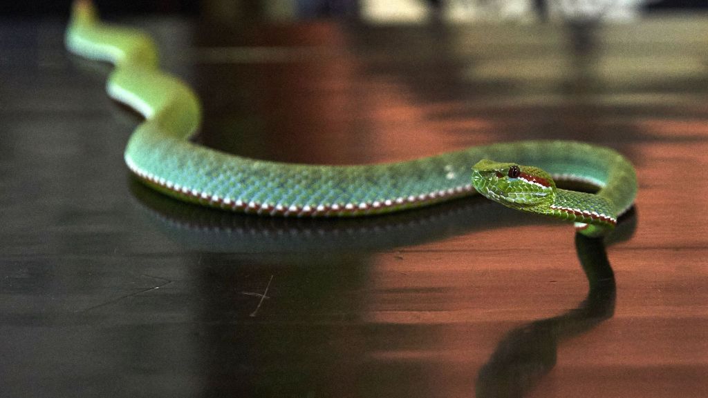 Vollbesetzter Zug in Indonesien: Mann tötet Schlange mit bloßen Händen
