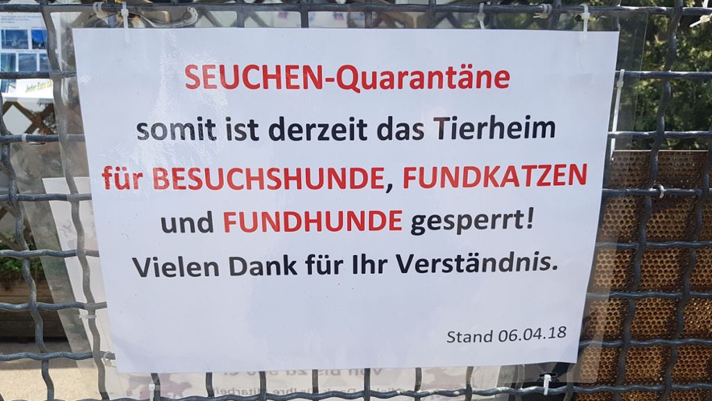 Illegaler Welpentransport: Kraftakt für Stuttgarter Tierheim