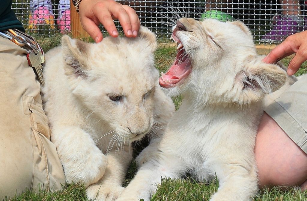 Die beiden Löwengeschwister Shaira und Jasiri gehören zur seltenen Unterart der weißen Löwen.