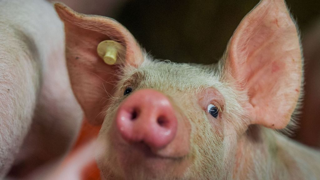  In einem Maststall in Würzburg werden mehrere Hundert tote Schweine aufgefunden. Warum die Tiere verendeten, ist noch unklar. 