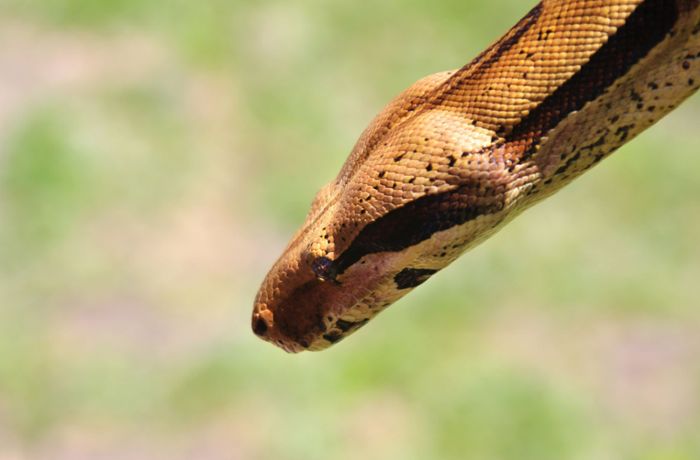 Schlangen-Attacke in Australien: Python schnappt Kind und zieht es in Swimmingpool