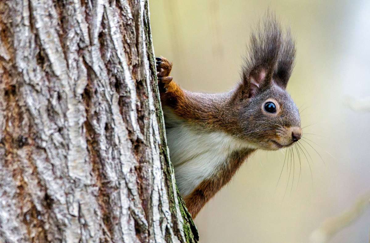 Je mehr Füchse, desto mehr Eichhörnchen? So erklären sich Experten sie Ausbreitung der roten Nagetiere in beispielsweise Süddeutschland. Zu den Fressfeinden der Eichhörnchen zählen Habicht und Marder – letztere werden von Füchsen gejagt.
