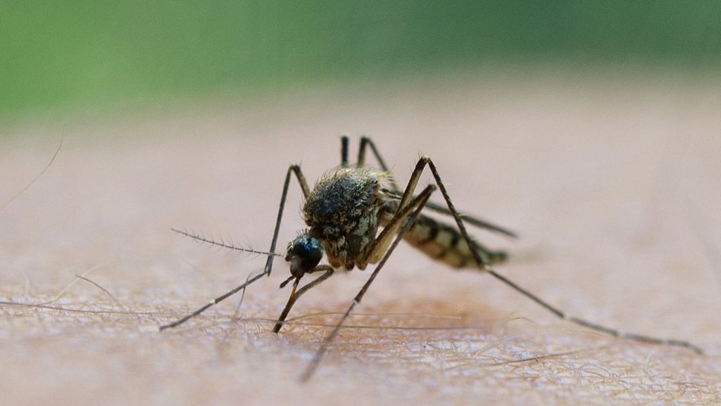 Mücken haben Hochsaison: Alle zwei Wochen neue Generation