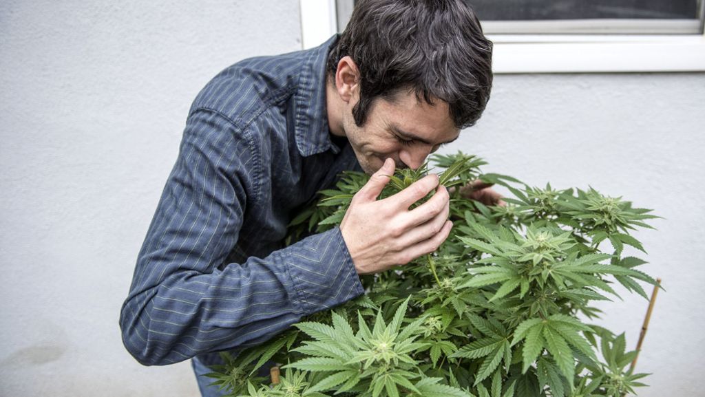 Joints im Partybus: Forscher sehen Popularität von Cannabis kritisch