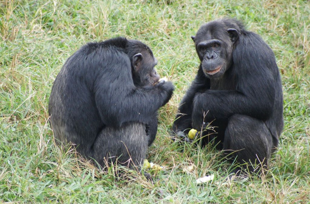 Um an schmackhafte Termiten heranzukommen, verwenden Schimpansen selbst gebastelte Werkzeuge aus Stöcken.