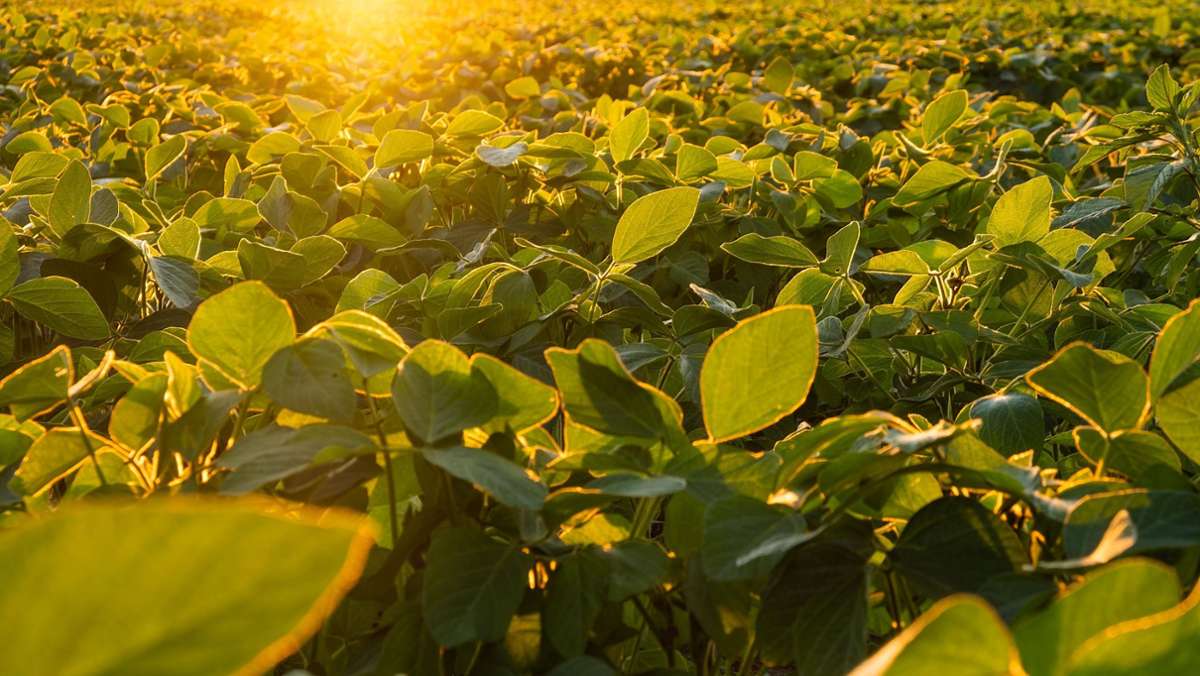 Gentechnik: Warum dem Soja der Sonnenschutz weggezüchtet wird
