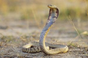 Mann lässt Doppelgänger mit Kobra töten - für Lebensversicherung