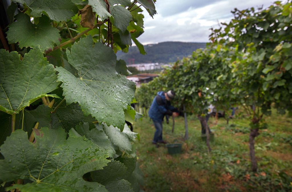Bis spätestes Ende Oktober soll die diesjährige Weinlese in Esslingen dauern.