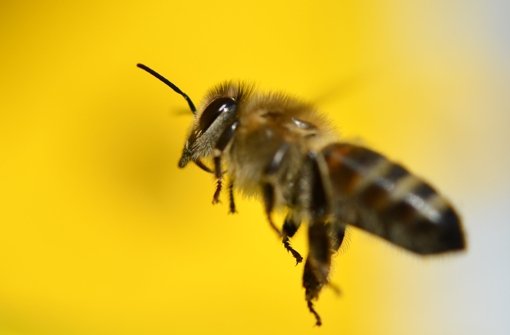 Im Januar sind Bienen eigentlich nicht zu sehen. Eigentlich. Foto: dpa