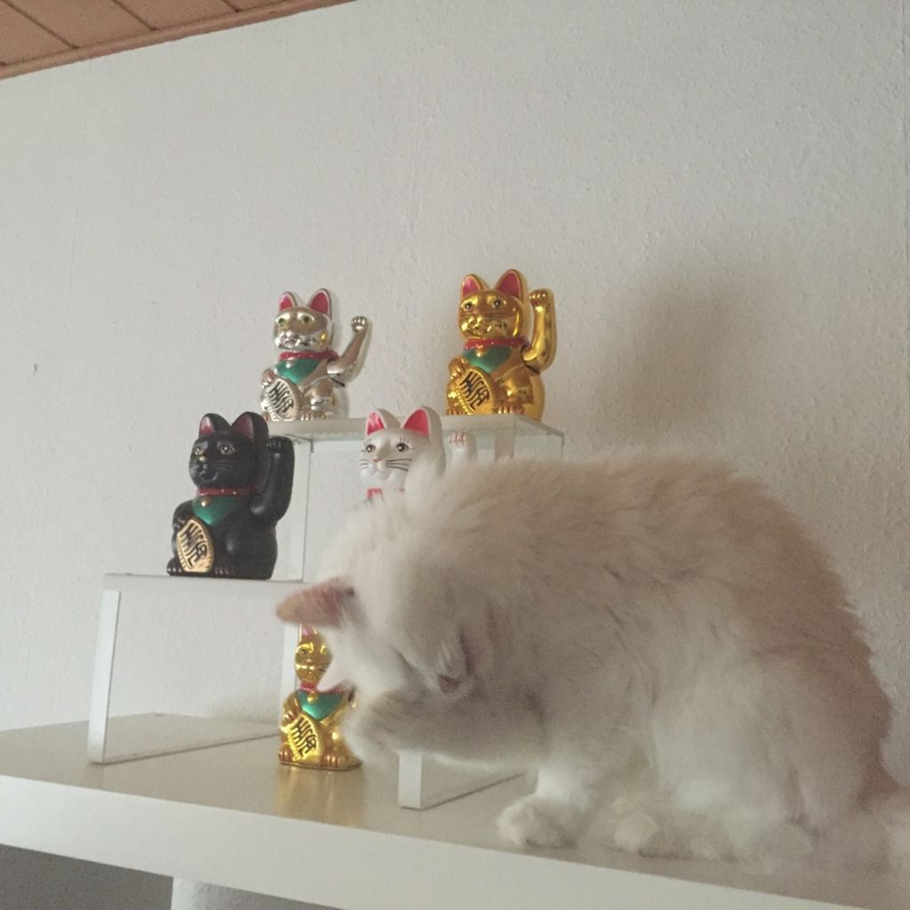 „Das ist meine Dodi, sie wohnt mit mir in Sindelfingen und kommt ursprünglich aus Kroatien. Sie ist seit Geburt taub und lebt seit 14 Jahren in ihrer ganz eigenen Katzenwelt und verzaubert mich jeden Tag“, schreibt Dorothee Schubert aus Sindelfingen.