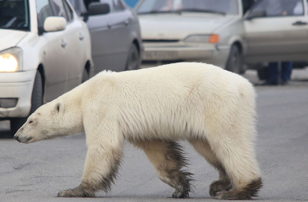 Dieses Bild zeigt, wie das Tier in Norilsk unbeeindruckt von Autos Straßen überquert und keine Scheu vor Menschen hat.