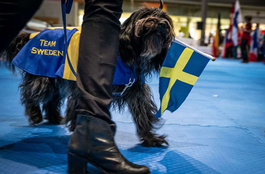 Ein Höhepunkt in diesem Jahr ist die Dogdance Weltmeisterschaft.