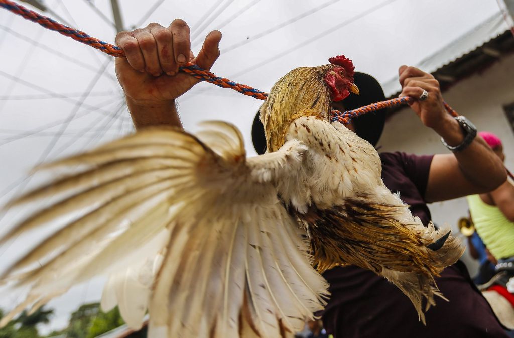 San Juan de Oriente/Nicaragua: Ein Mann befestigt einen Hahn an einem Seil, das über die Straße gespannt ist.