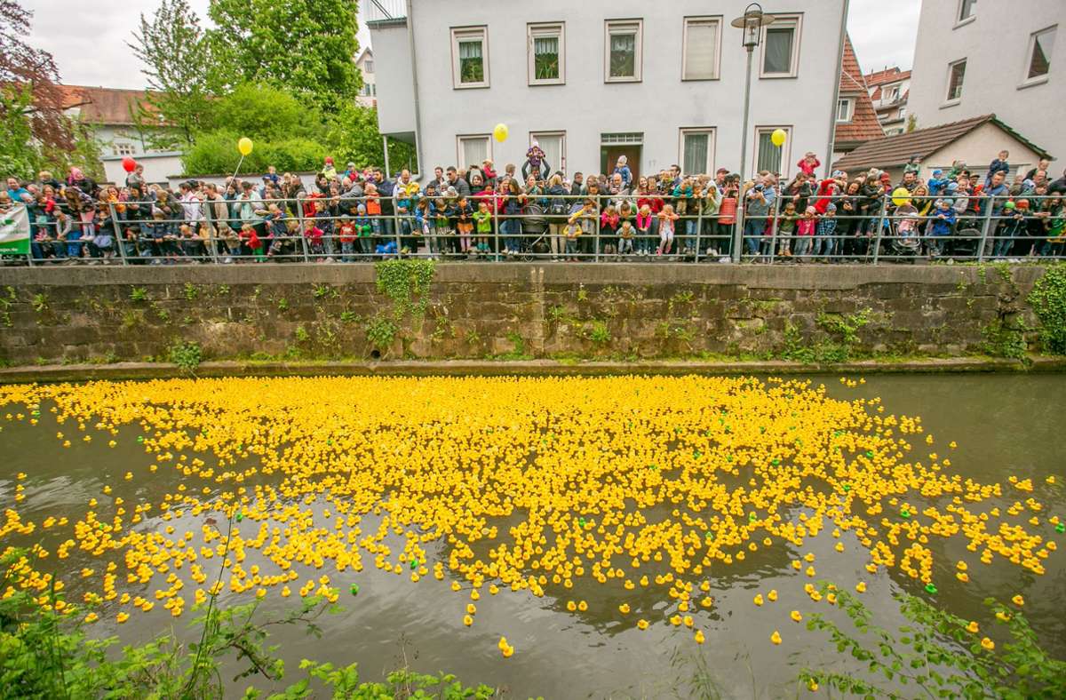 Beim Esslinger Entenrennen schwimmen 8000 Gummi-Tiere um die Wette.
