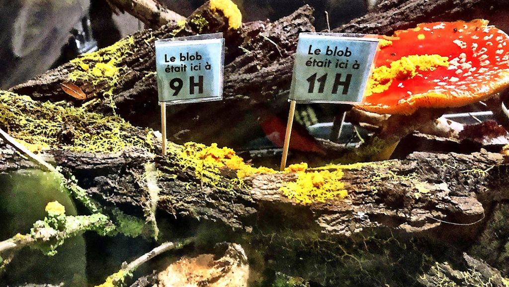 Zoo von Paris: Der Blob, das Wesen mit den Superkräften