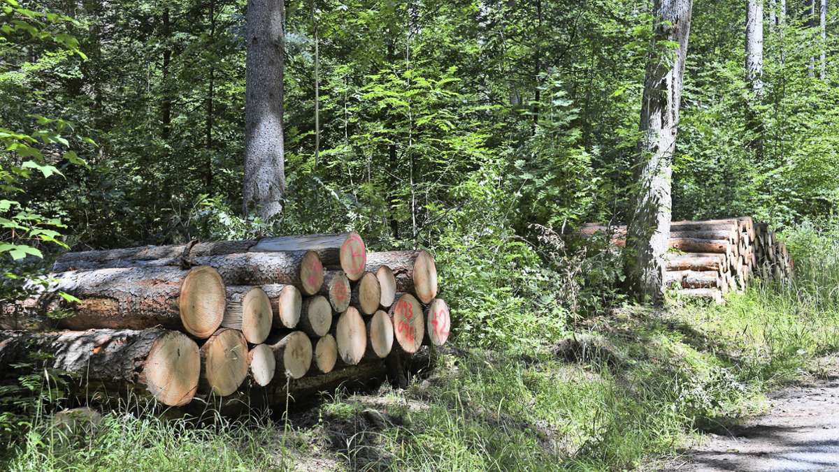 Stuttgarter Stadtwald: Die Zukunft des Waldes steht auf der Agenda