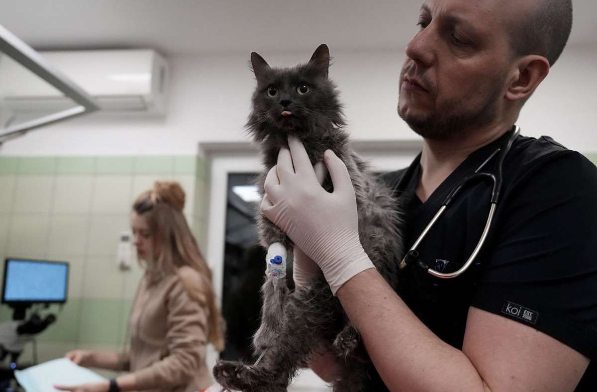 Helfer der polnischen ADA-Stiftung kümmern sich um eine Katze aus der Ukraine.