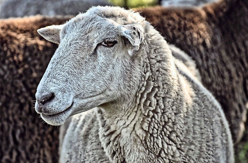 Ein Schaf wurde geschächtet, eines vermutlich gestohlen. Foto: Pixabay