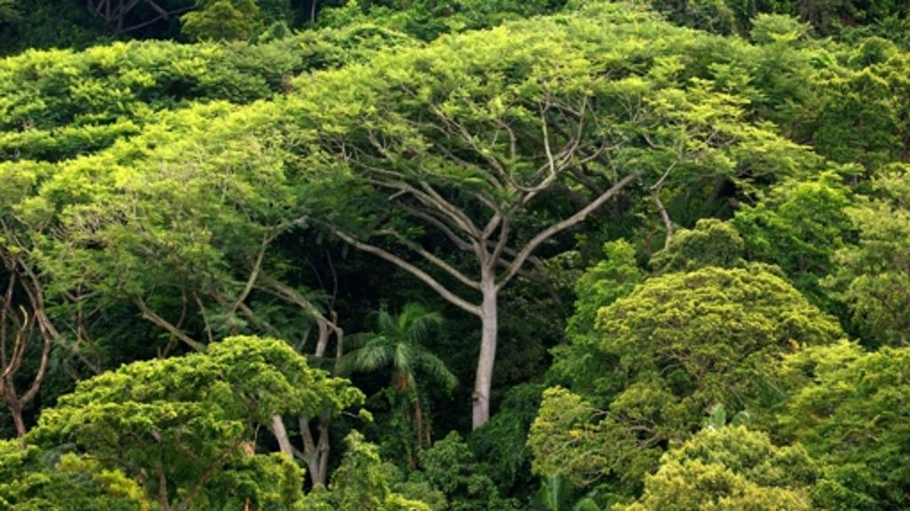 Brasiliens Artenschutz: Der Regenwald bietet viele verwertbare Produkte
