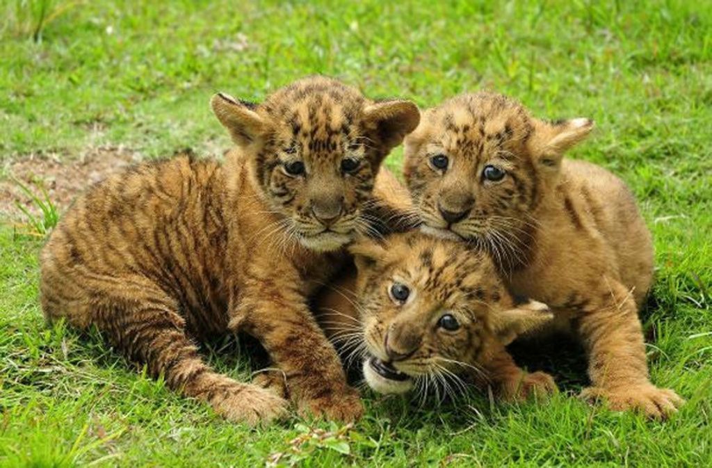 Liger: Liger sind Kreuzungen aus Löwenmännchen und Tigerweibchen. In freier Wildbahn gibt es keine Paarung, weil sich die Lebensräume nicht überlappen. Liger werden in Zoos und Zirkussen geboren.
