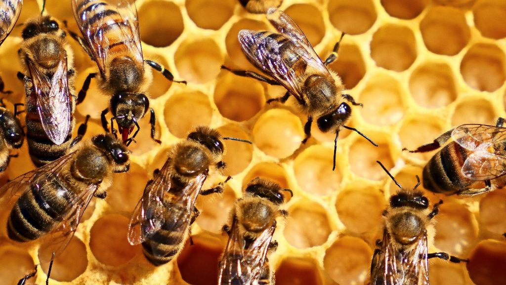 Sommerserie: Der Imkerverein Ludwigsburg: Ohne Bienen gibt es weder Obst noch Gemüse