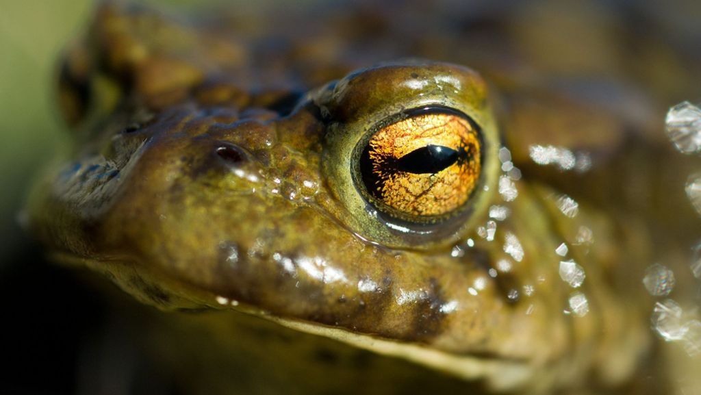  Viele Amphibienarten sind bedroht. Warum? Und was passiert, wenn es sie irgendwann nicht mehr gibt? 